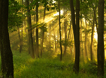 Wetland forest